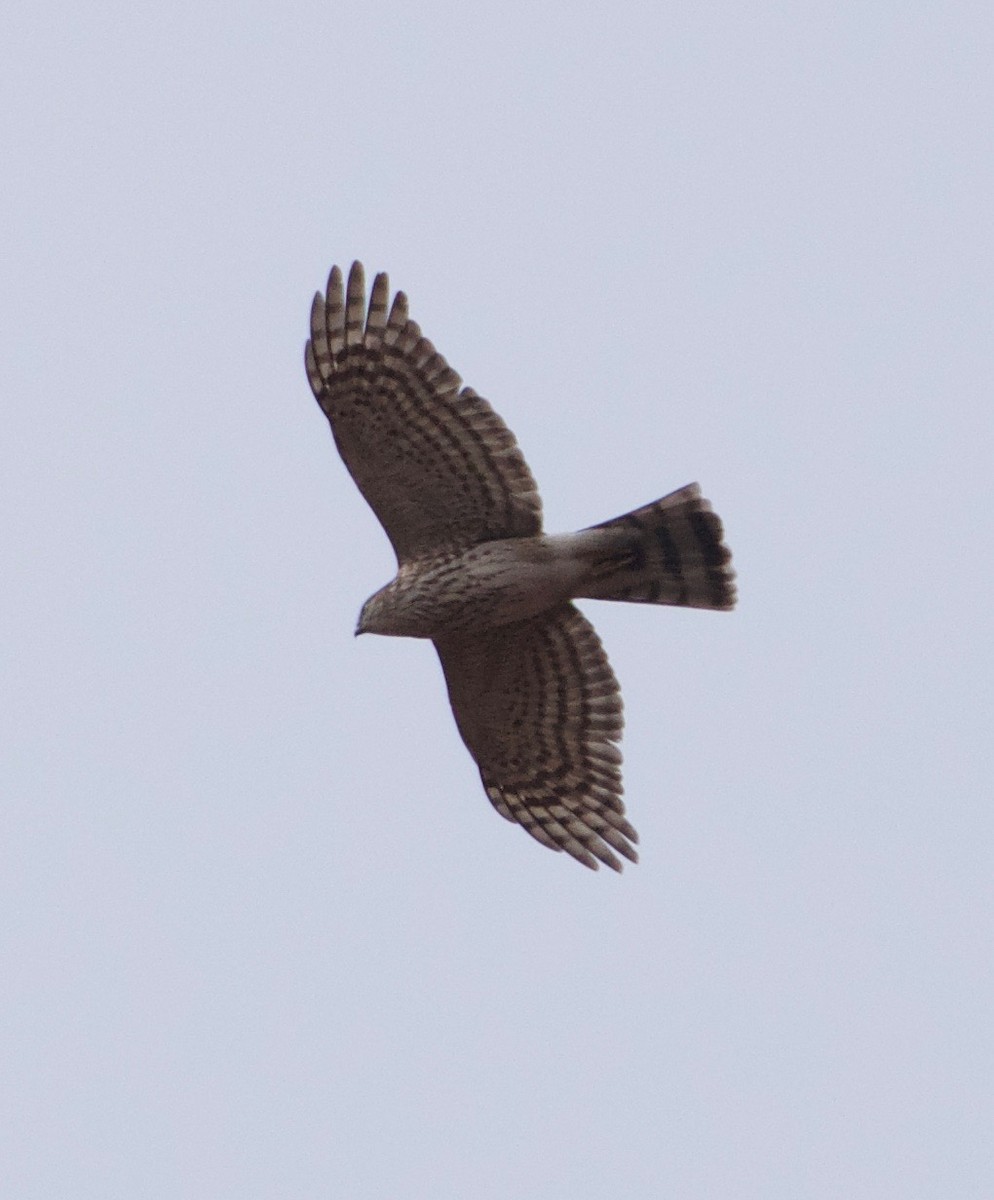 Sharp-shinned Hawk - ML135404531