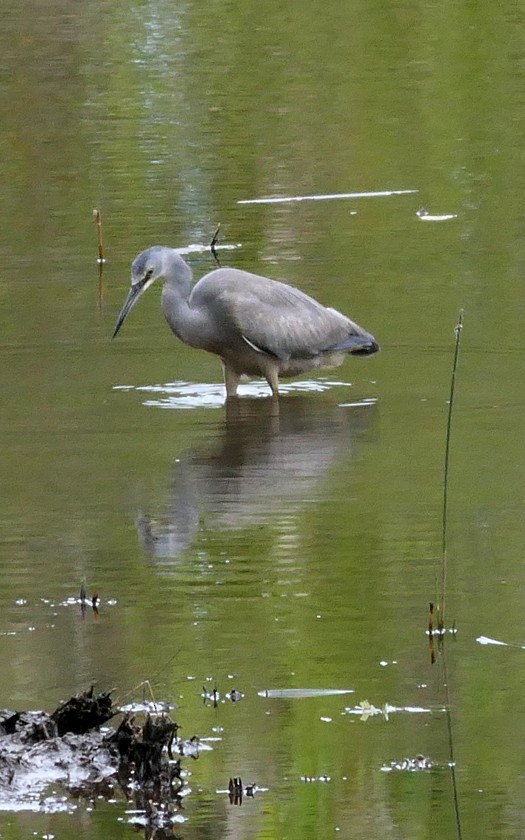 White-faced Heron - ML135404721