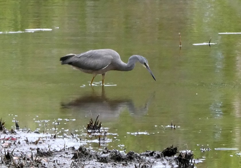 White-faced Heron - ML135404801