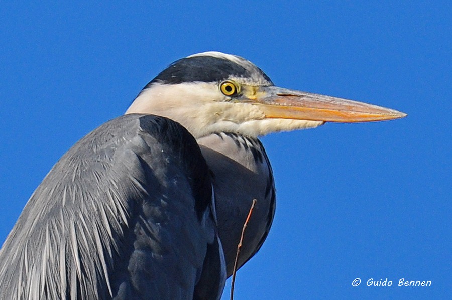 Gray Heron - ML135405191