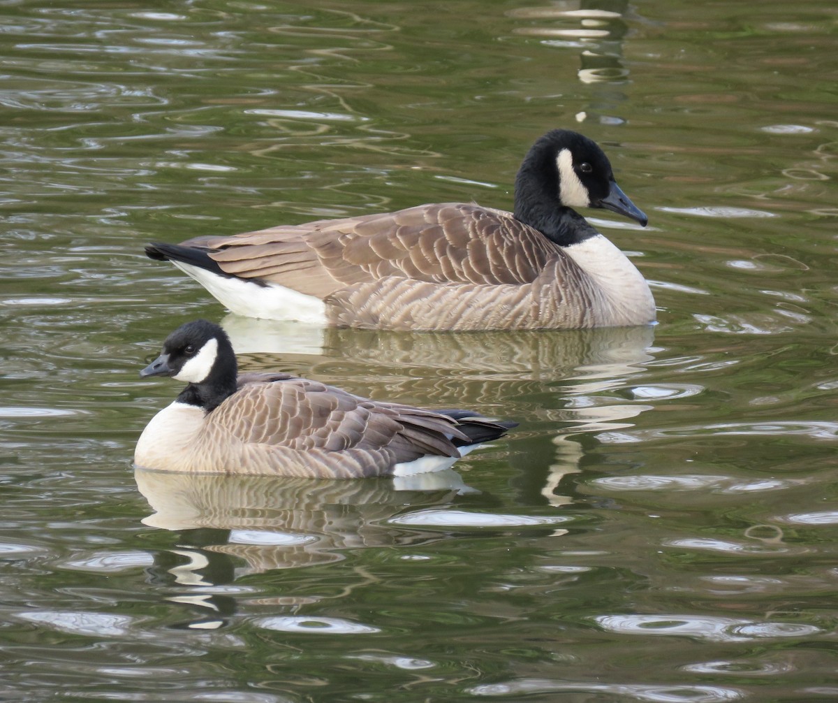 Cackling Goose - ML135405321