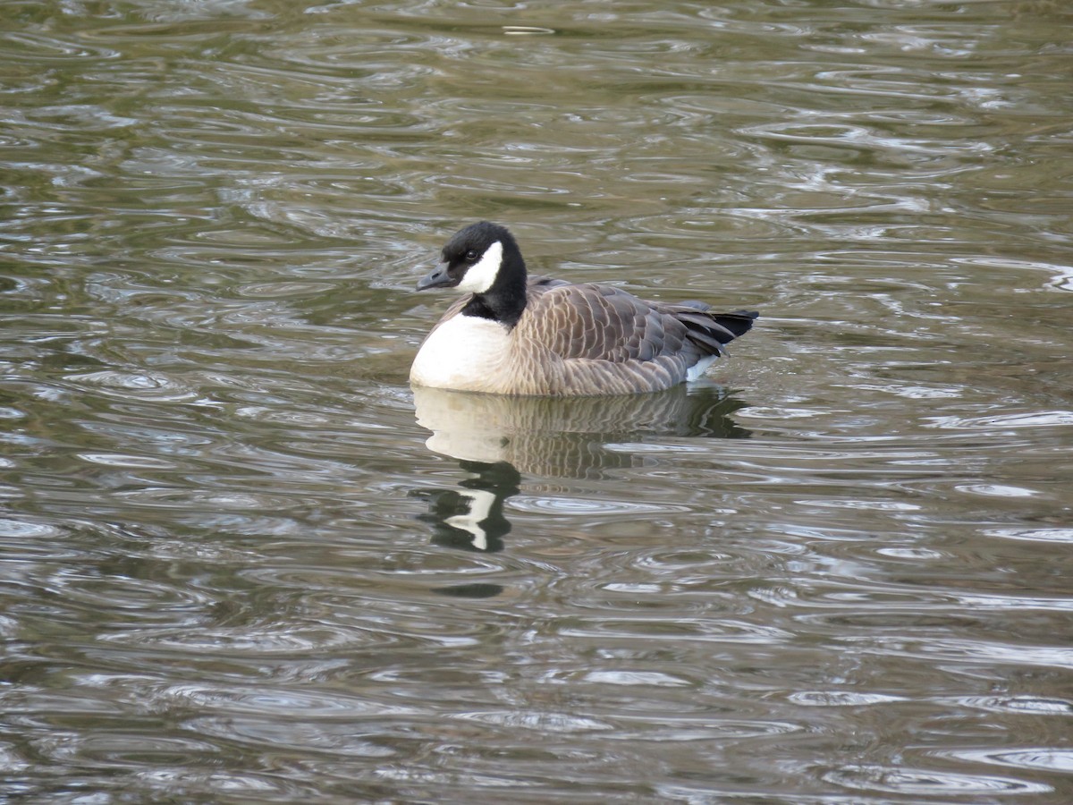 Cackling Goose - ML135405331