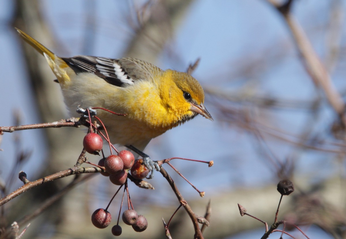 Oriole de Bullock - ML135407011