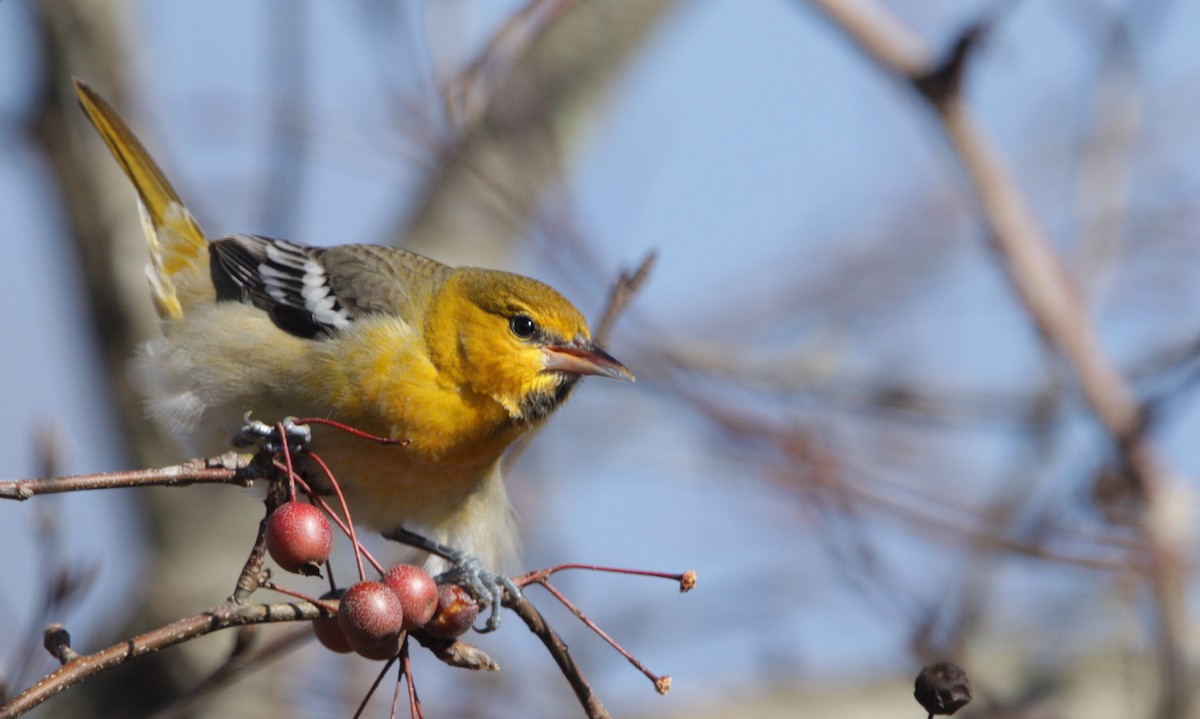 Bullock's Oriole - ML135407021