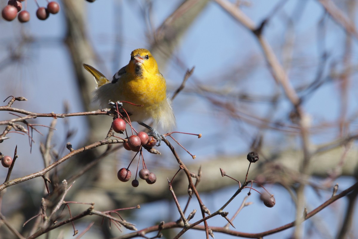 Bullock's Oriole - ML135407041