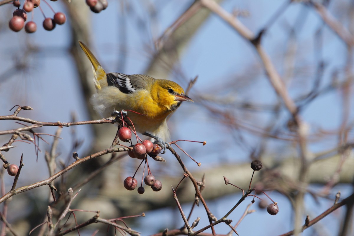 Bullock's Oriole - ML135407061