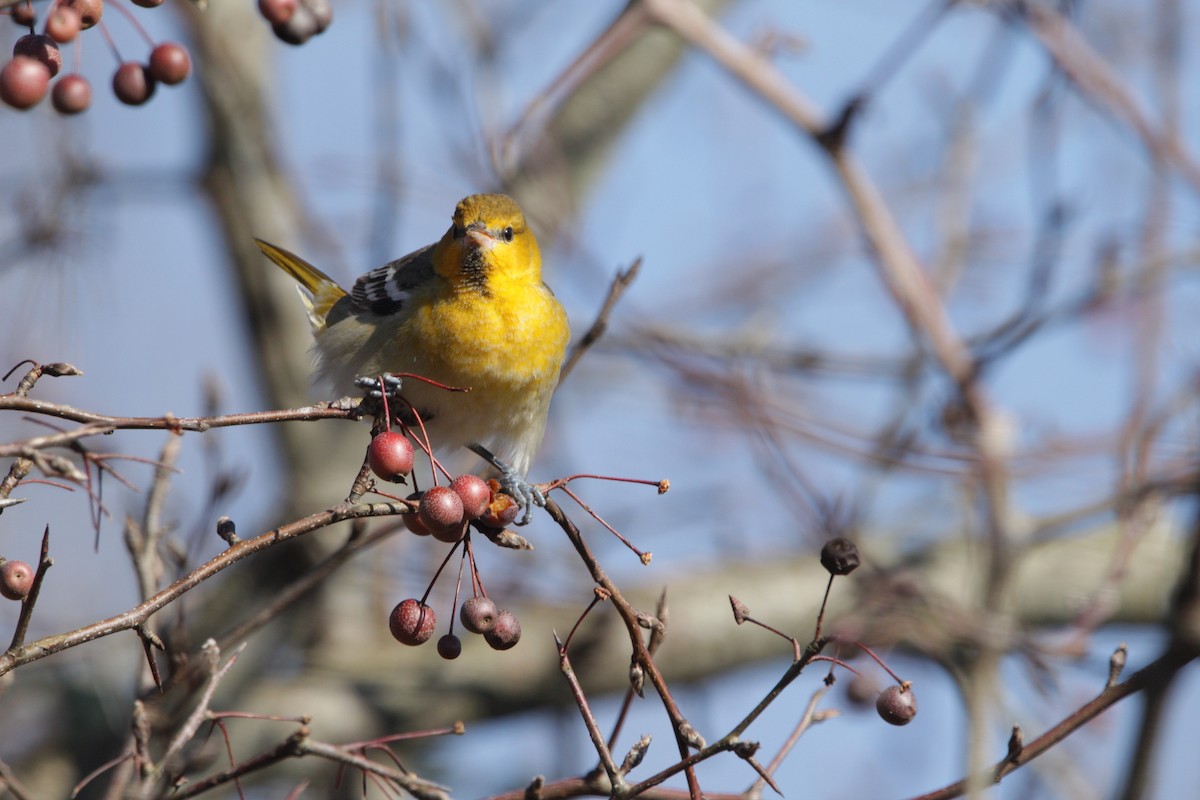 Oriole de Bullock - ML135407081