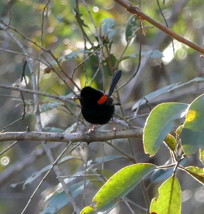 Red-backed Fairywren - ML135407751