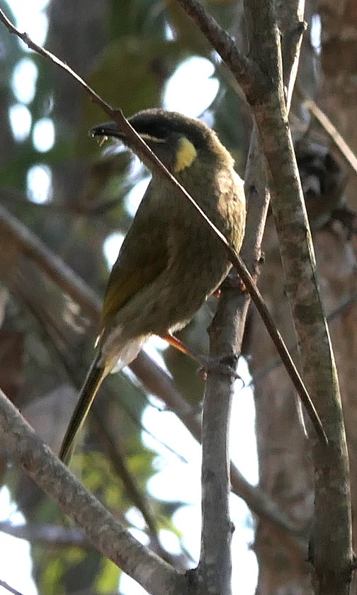 Lewin's Honeyeater - ML135407791