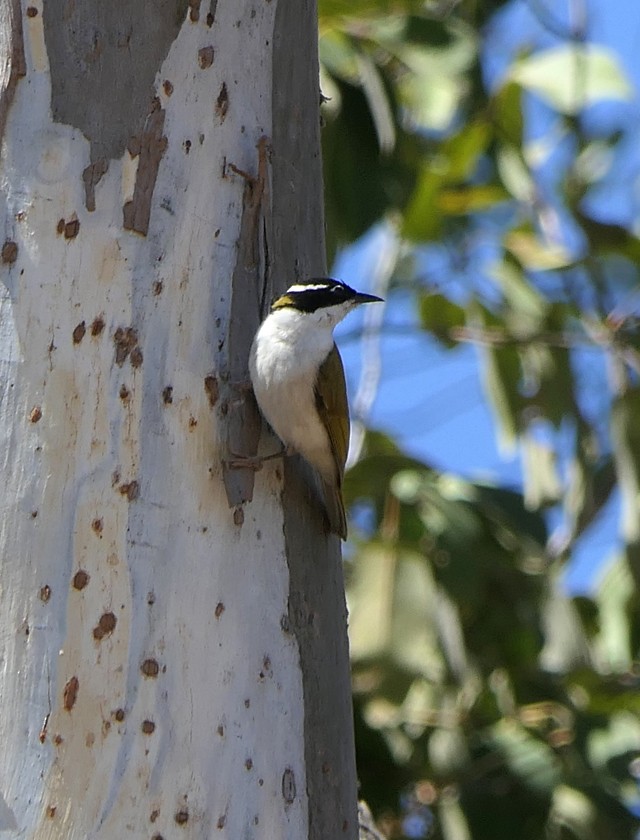 White-throated Honeyeater - ML135407841