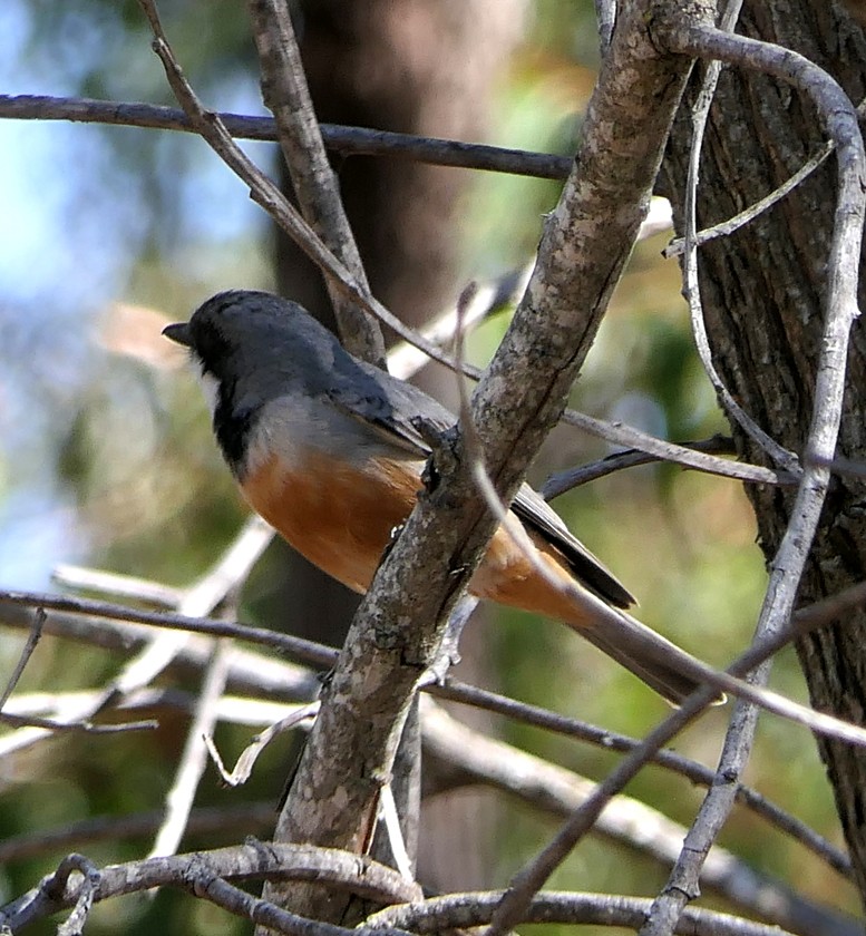 Rufous Whistler - ML135407961
