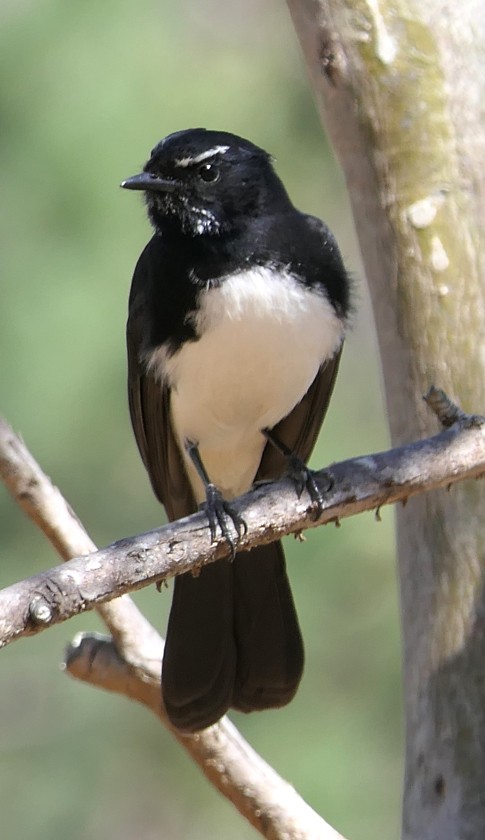 Willie-wagtail - ML135408091