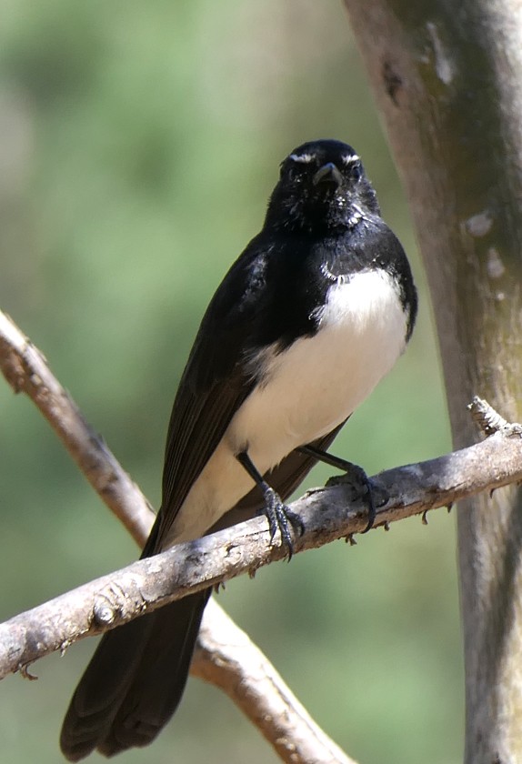 Willie-wagtail - ML135408111