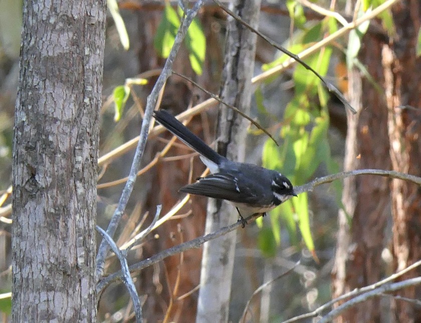Gray Fantail - ML135408161