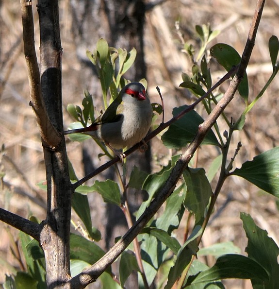 Red-browed Firetail - ML135408311