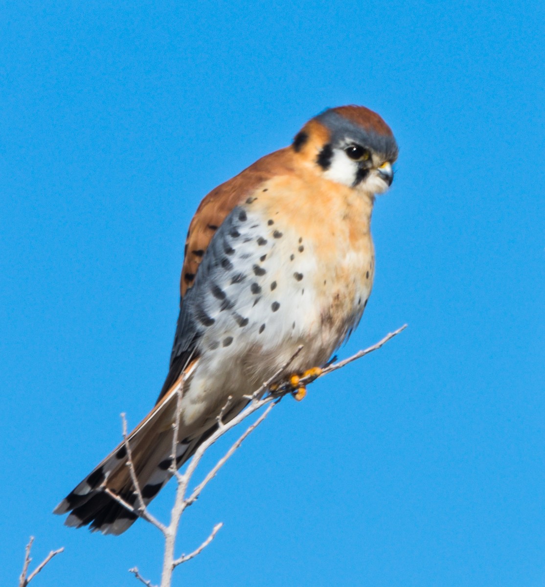 American Kestrel - ML135409651