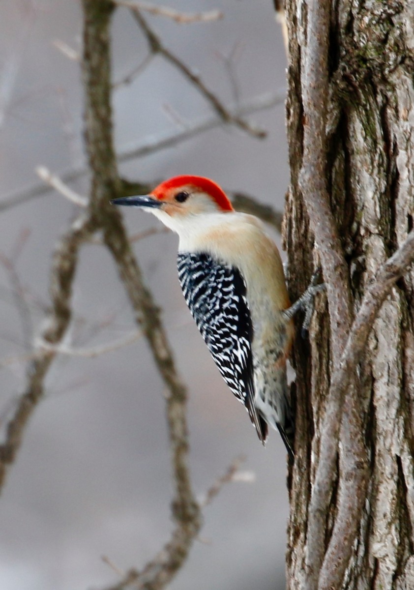 Red-bellied Woodpecker - Jeffrey Boland