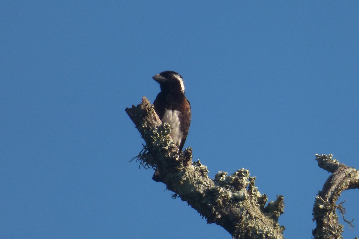 Ak Kulaklı Barbet - ML135410221