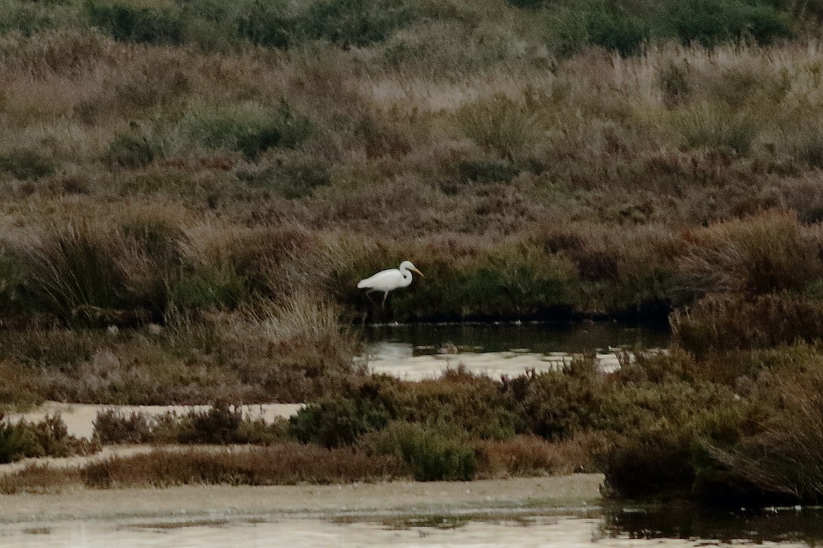 Great Egret - ML135412531