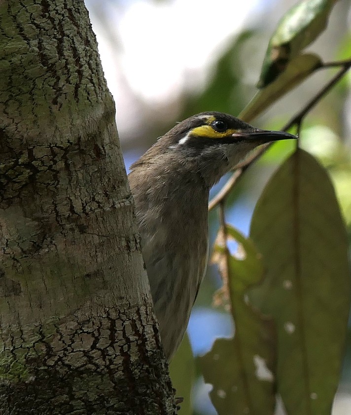 Yellow-faced Honeyeater - ML135412741