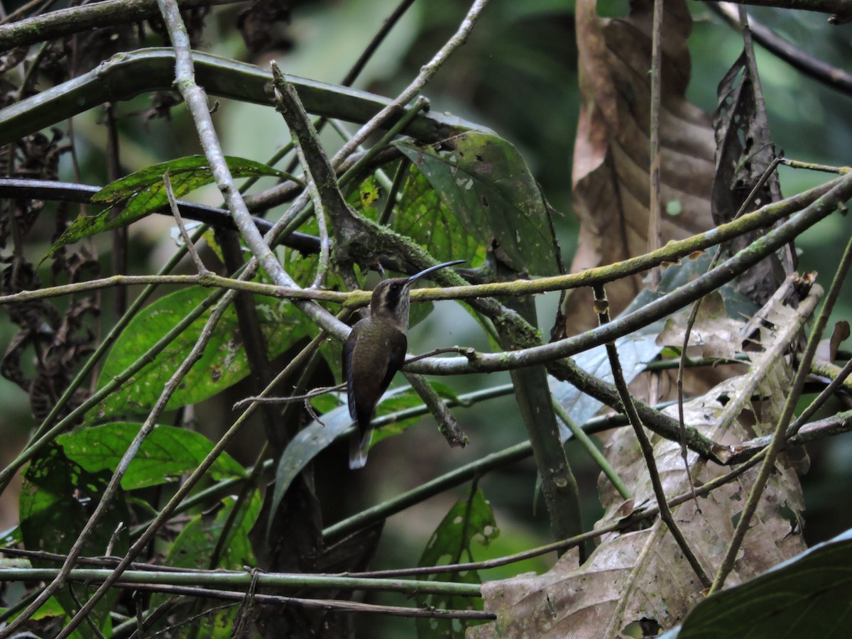 Светлобрюхий колибри-отшельник - ML135413561