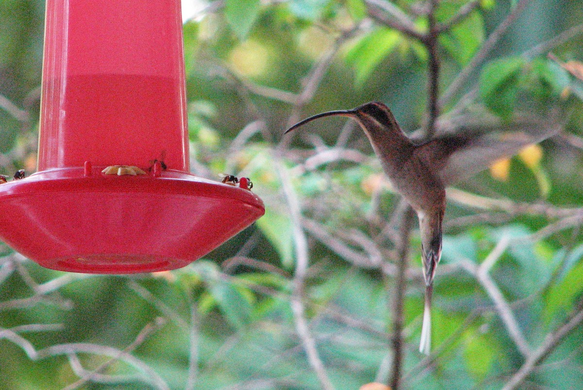 Long-billed Hermit - ML135413701