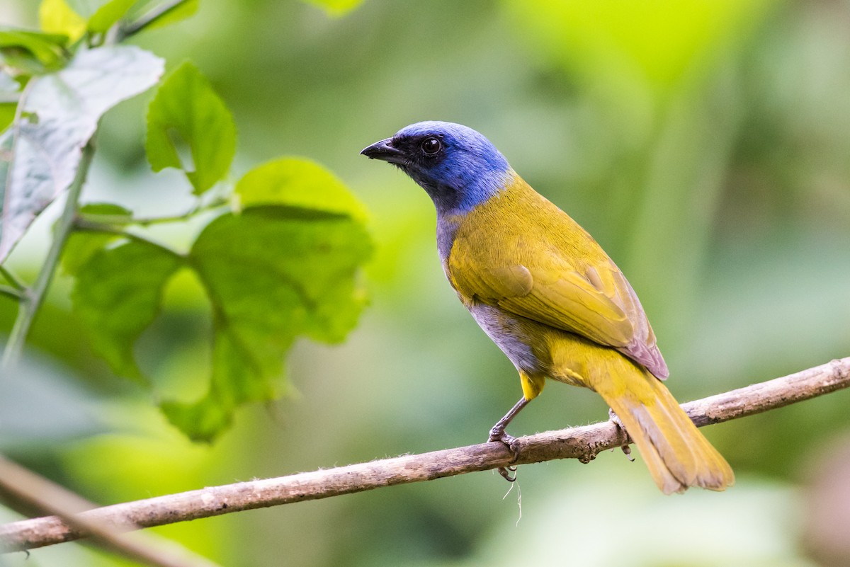 Blue-capped Tanager - Claudia Brasileiro