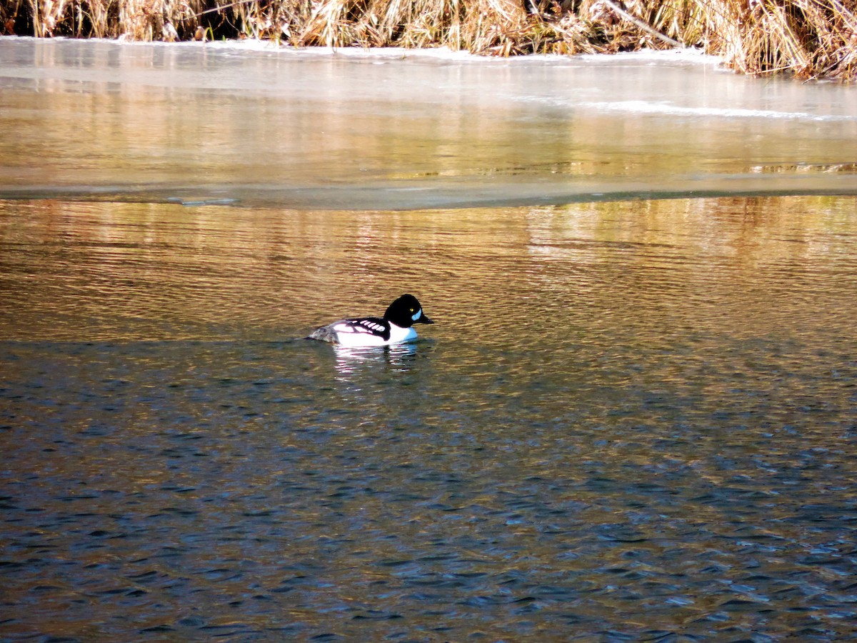 Barrow's Goldeneye - Rob Speirs