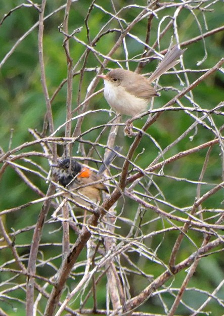 Red-backed Fairywren - ML135414611