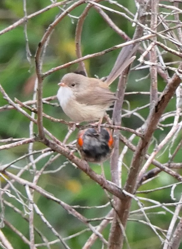 Red-backed Fairywren - ML135414631