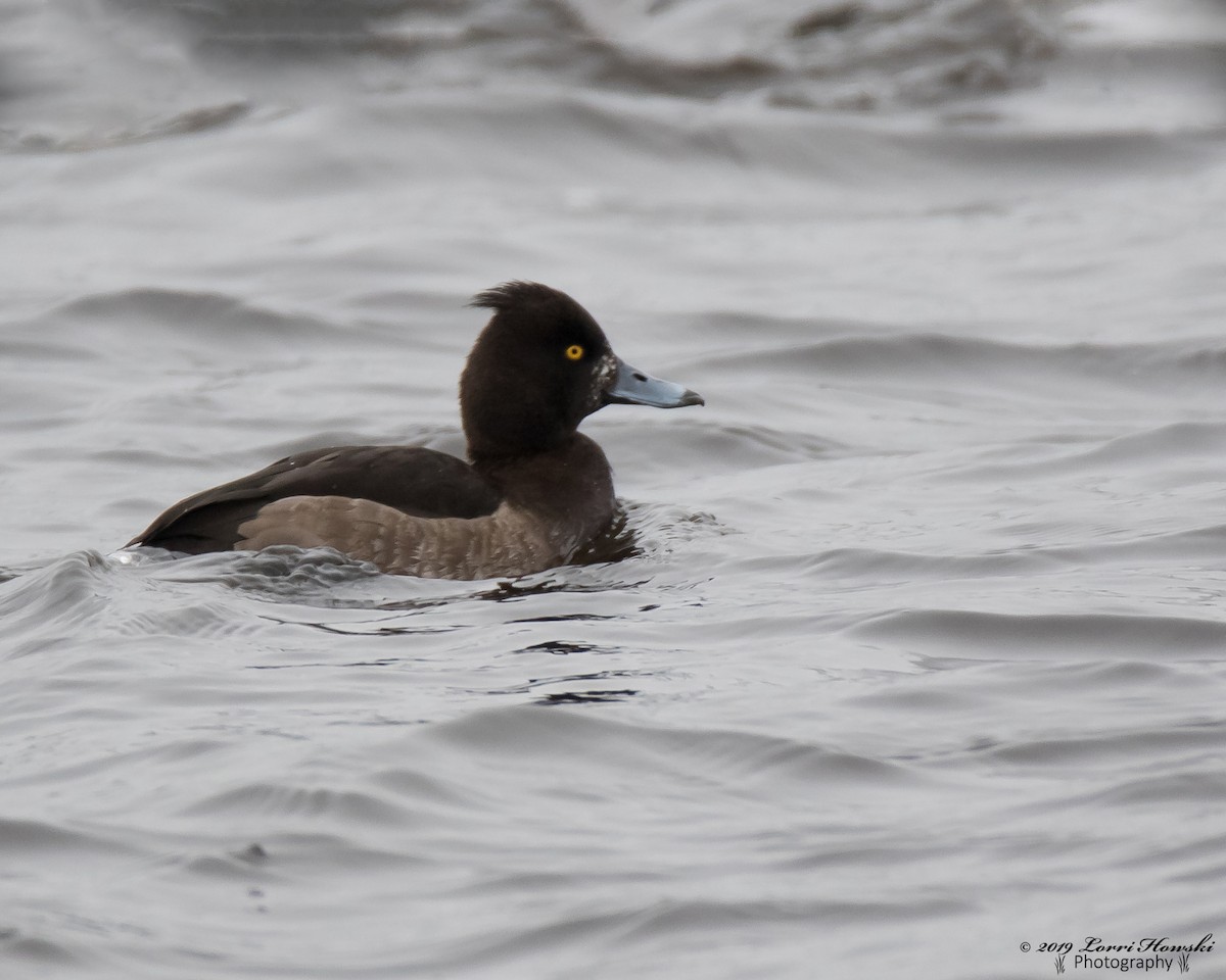 Tufted Duck - Lorri Howski 🦋