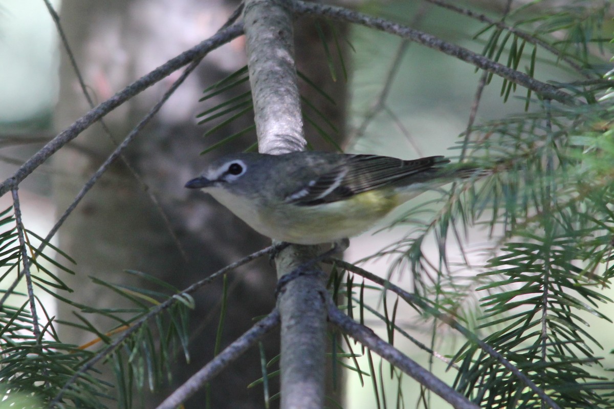 Cassin's Vireo - ML135415441