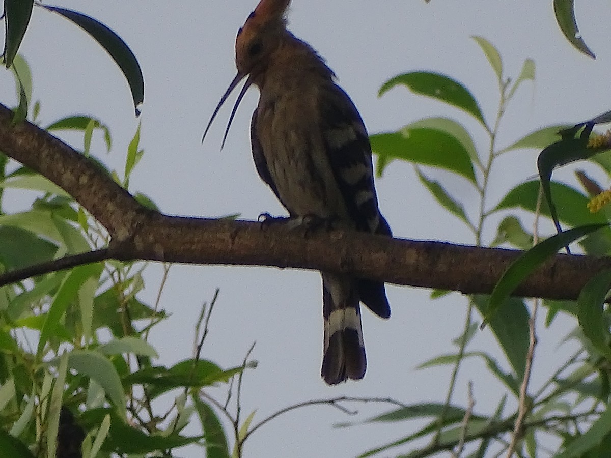 Eurasian Hoopoe - ML135416271