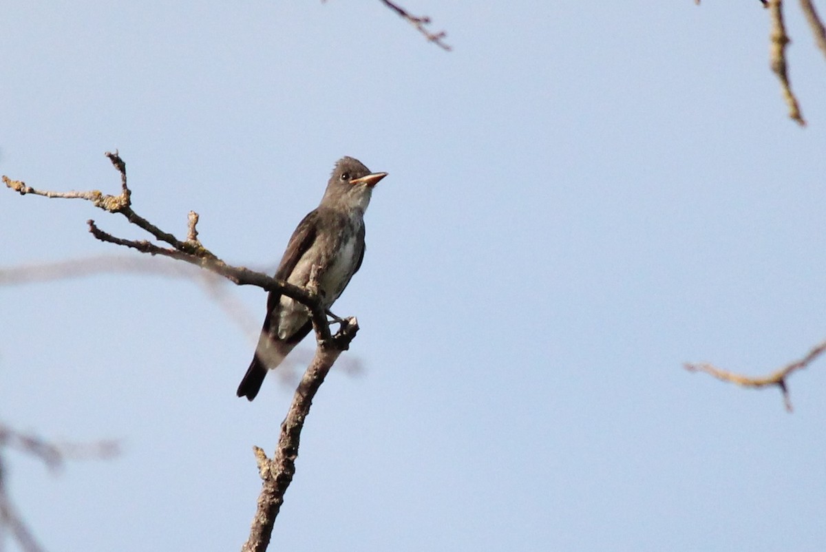 Olivflanken-Schnäppertyrann - ML135417521