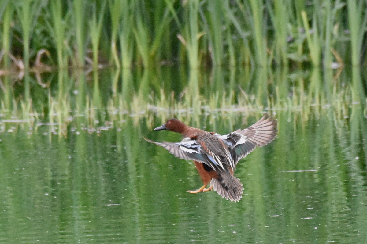 Cinnamon Teal - ML135418321