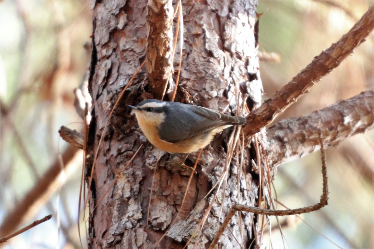 Red-breasted Nuthatch - ML135418731