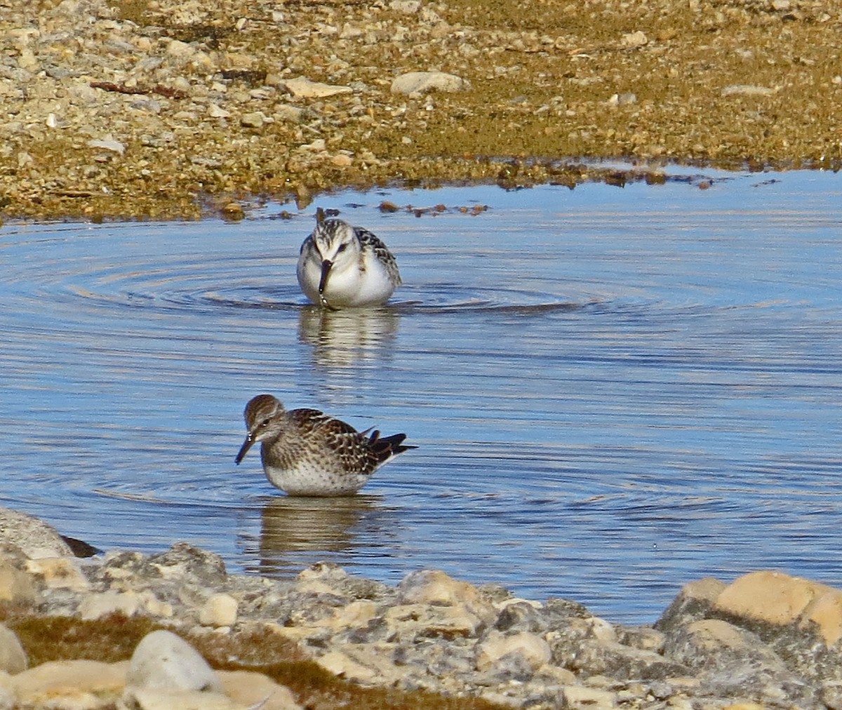 Sanderling - David Hoar