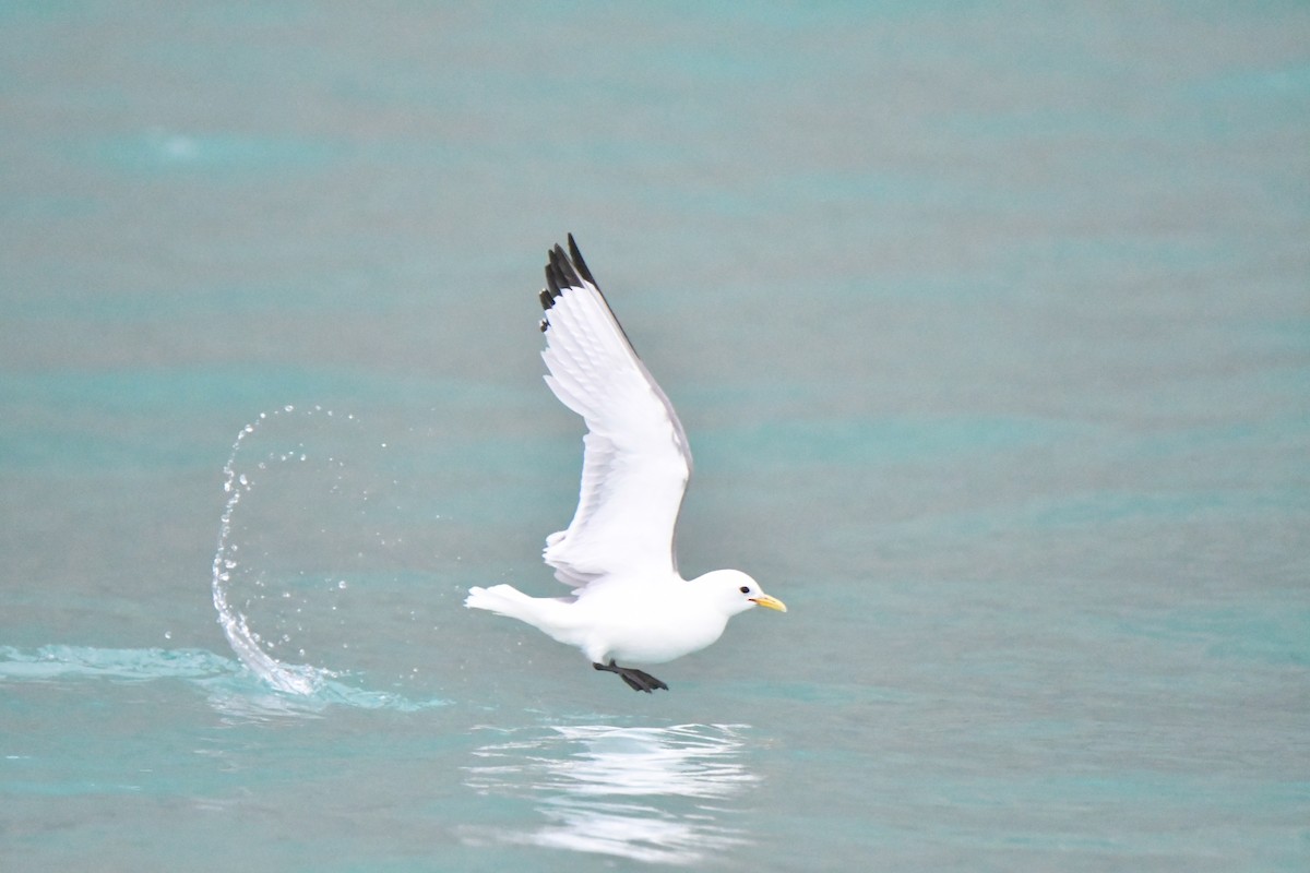 Black-legged Kittiwake - David Hoar