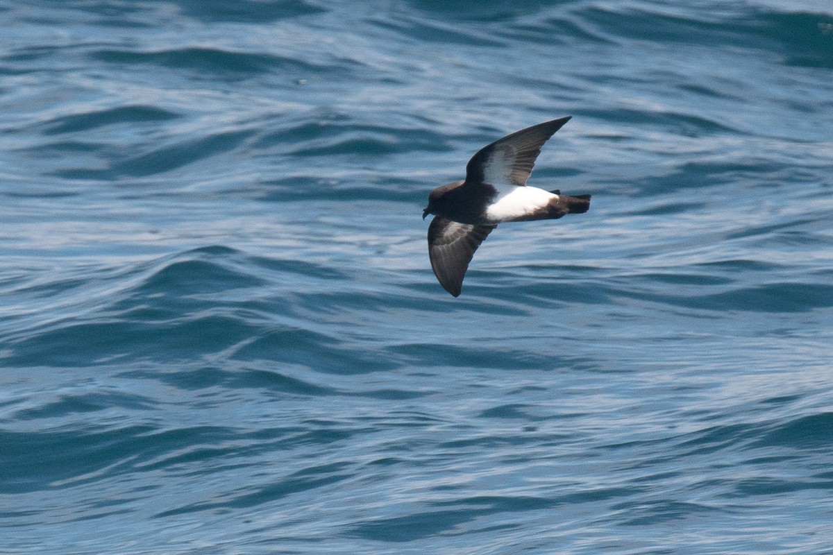 Black-bellied Storm-Petrel - ML135421431