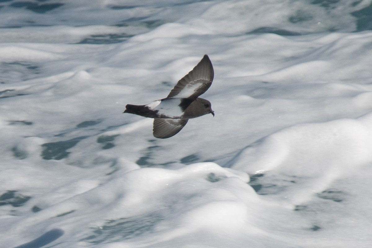 Black-bellied Storm-Petrel - ML135421661