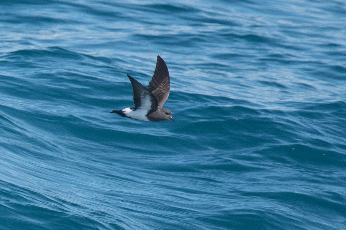 Black-bellied Storm-Petrel - ML135421761