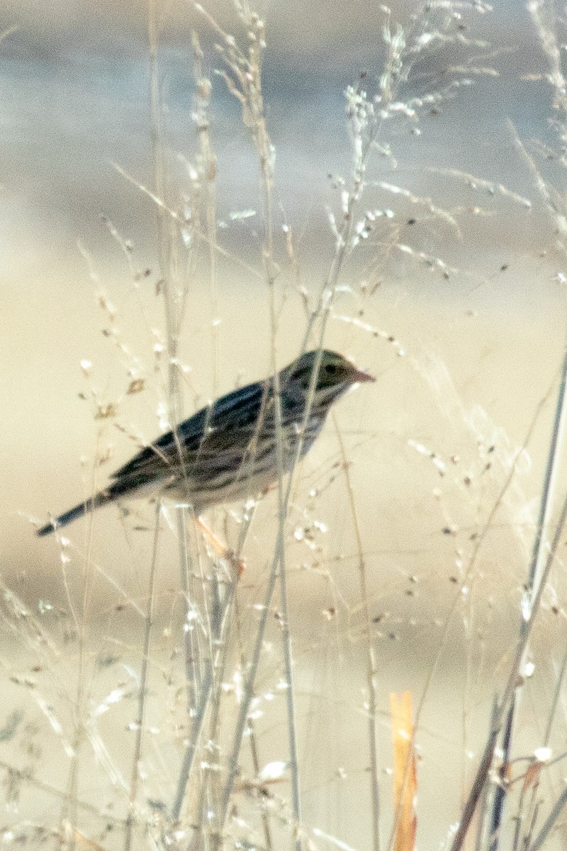 Savannah Sparrow - ML135422131