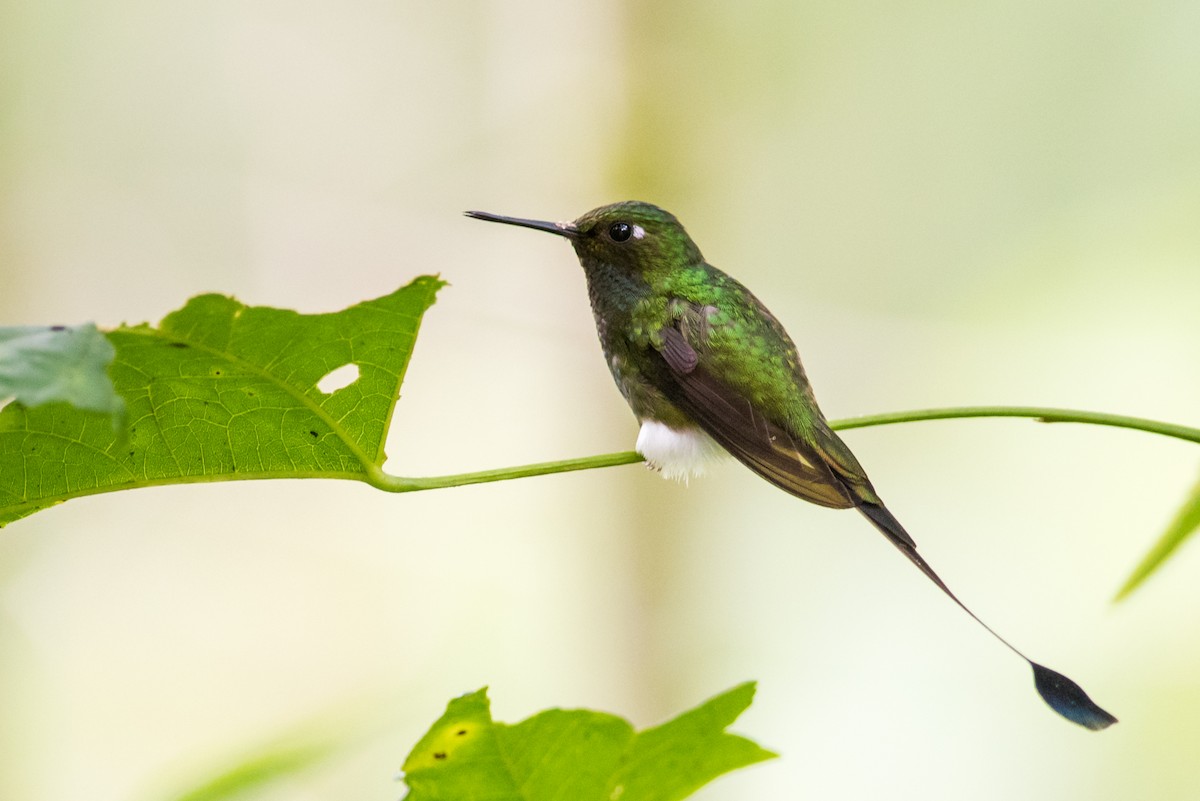 White-booted Racket-tail - Claudia Brasileiro