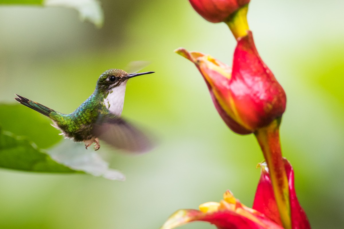 Colibrí de Raquetas Faldiblanco - ML135422741