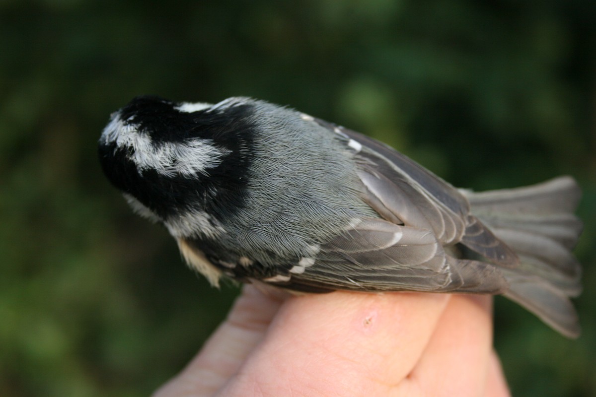 Coal Tit - ML135423201