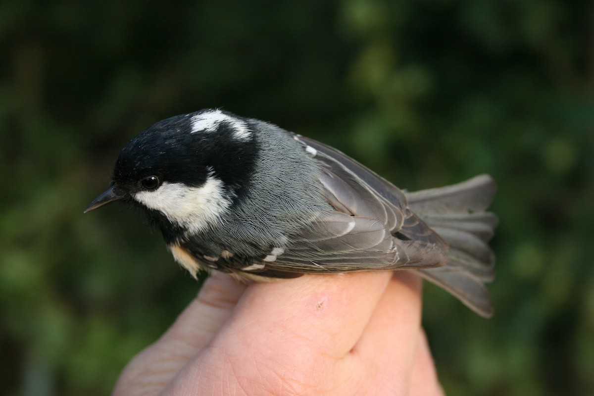 Coal Tit - ML135423211