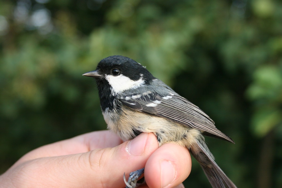 Coal Tit - ML135423241