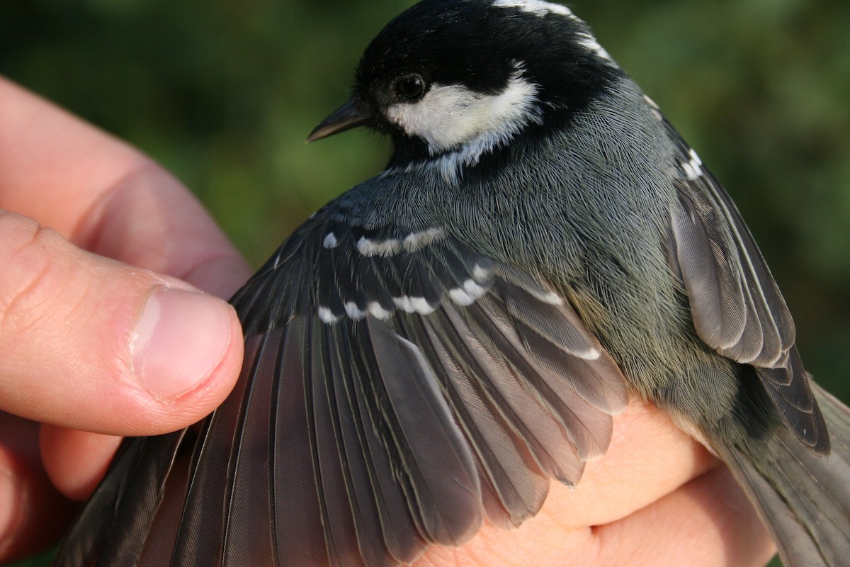 Coal Tit - ML135423351