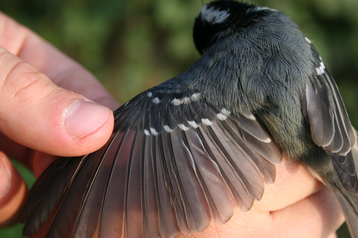 Coal Tit - ML135423371