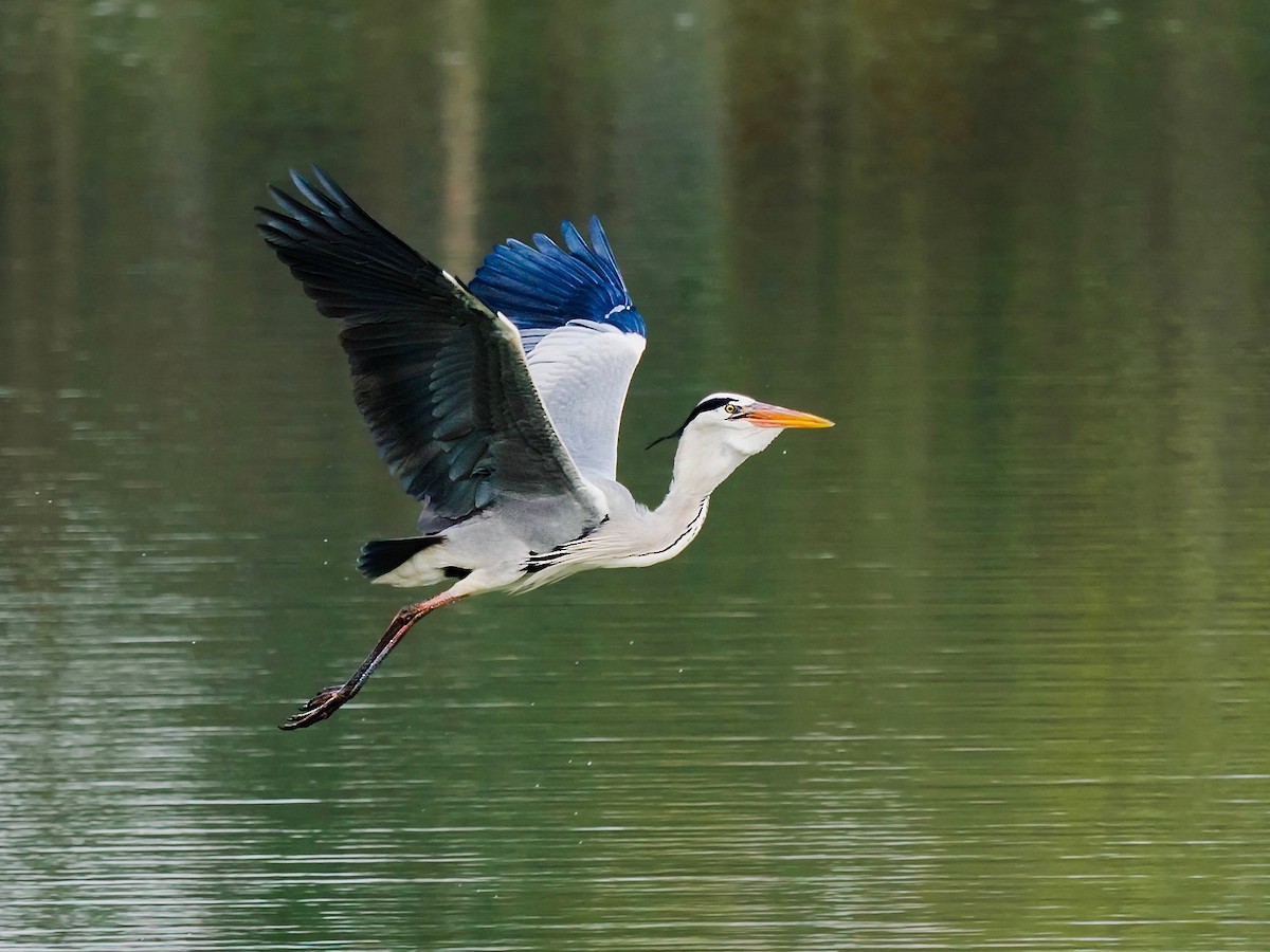 Gray Heron - ML135424051